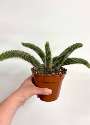 Hildewintera Colademonis/Monkey Tail Cactus