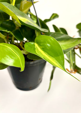 Philodendron Scandens Brasil