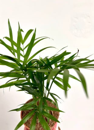 Chamaedorea Elegans