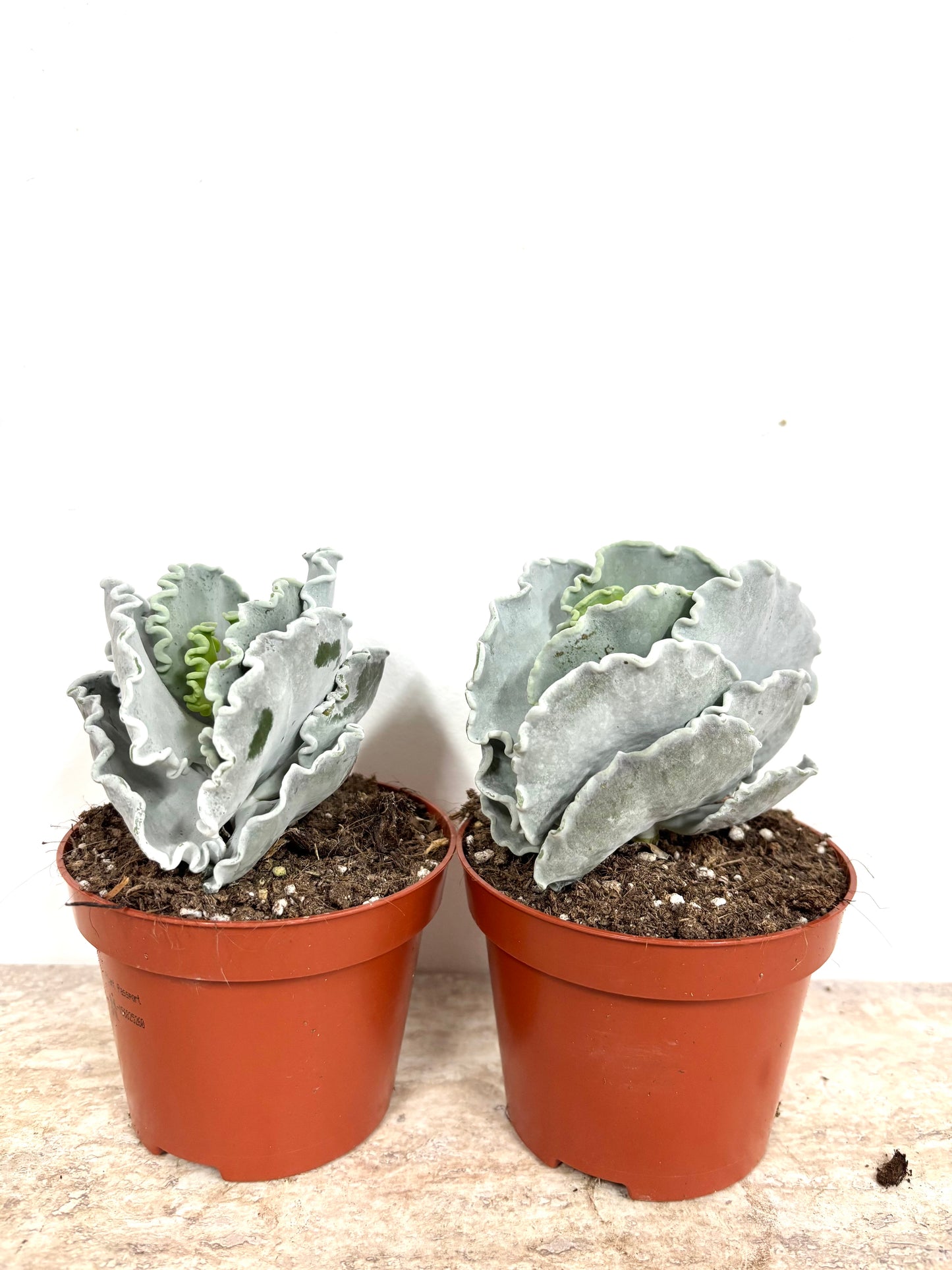 Cotyledon Undulata