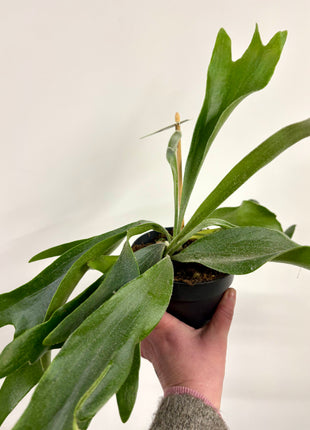Platycerium / Staghorn Fern