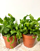 Epiphyllum Guatemalense