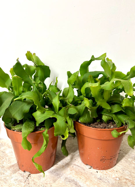 Epiphyllum Guatemalense