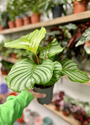 Calathea Orbifolia