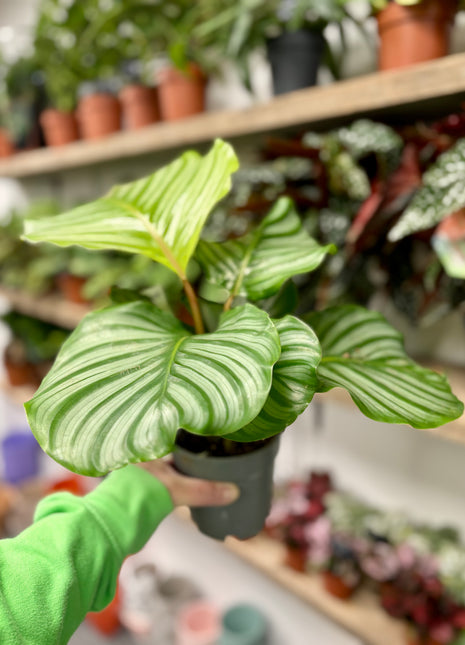 Calathea Orbifolia