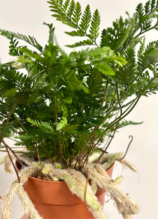 Humata Tyermannii