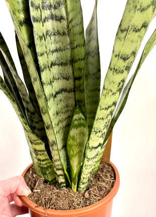 Sansevieria