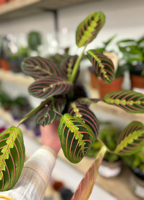Maranta Fascinator