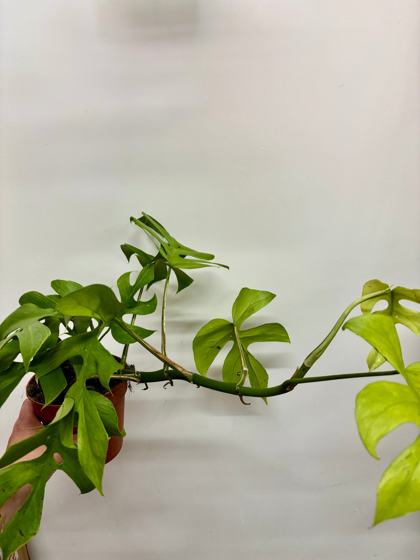 Rhaphidophora Tetrasperma