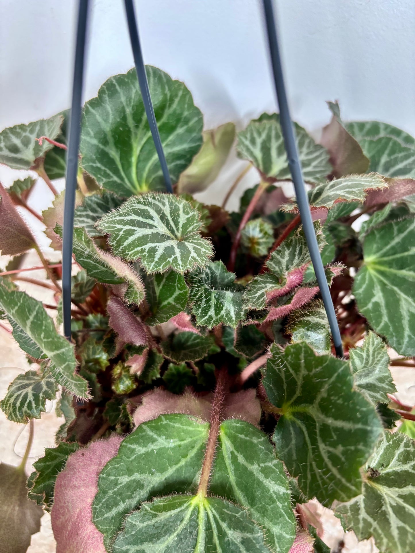 Saxifrage/Strawberry Begonia