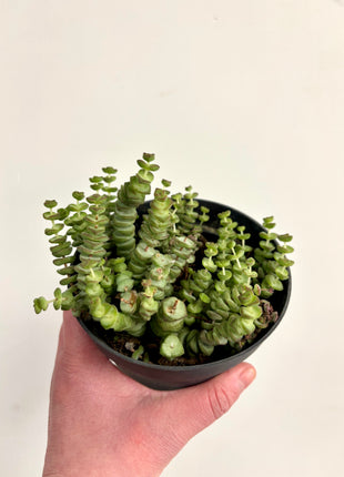 Crass Marnieriana Hottentot
