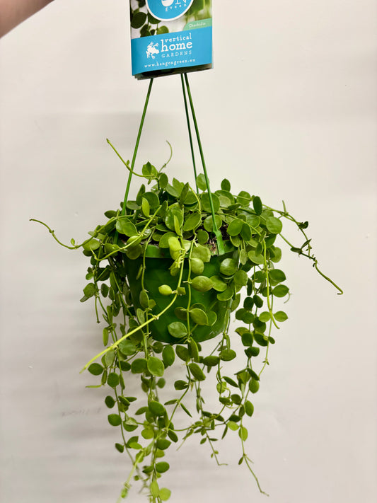 Dischidia Nummularia/String of Nickels