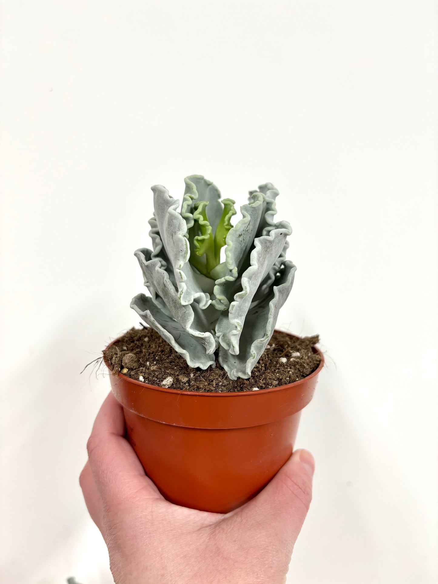 Cotyledon Undulata