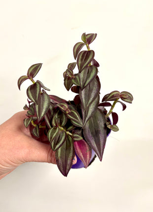 Tradescantia Zebrina