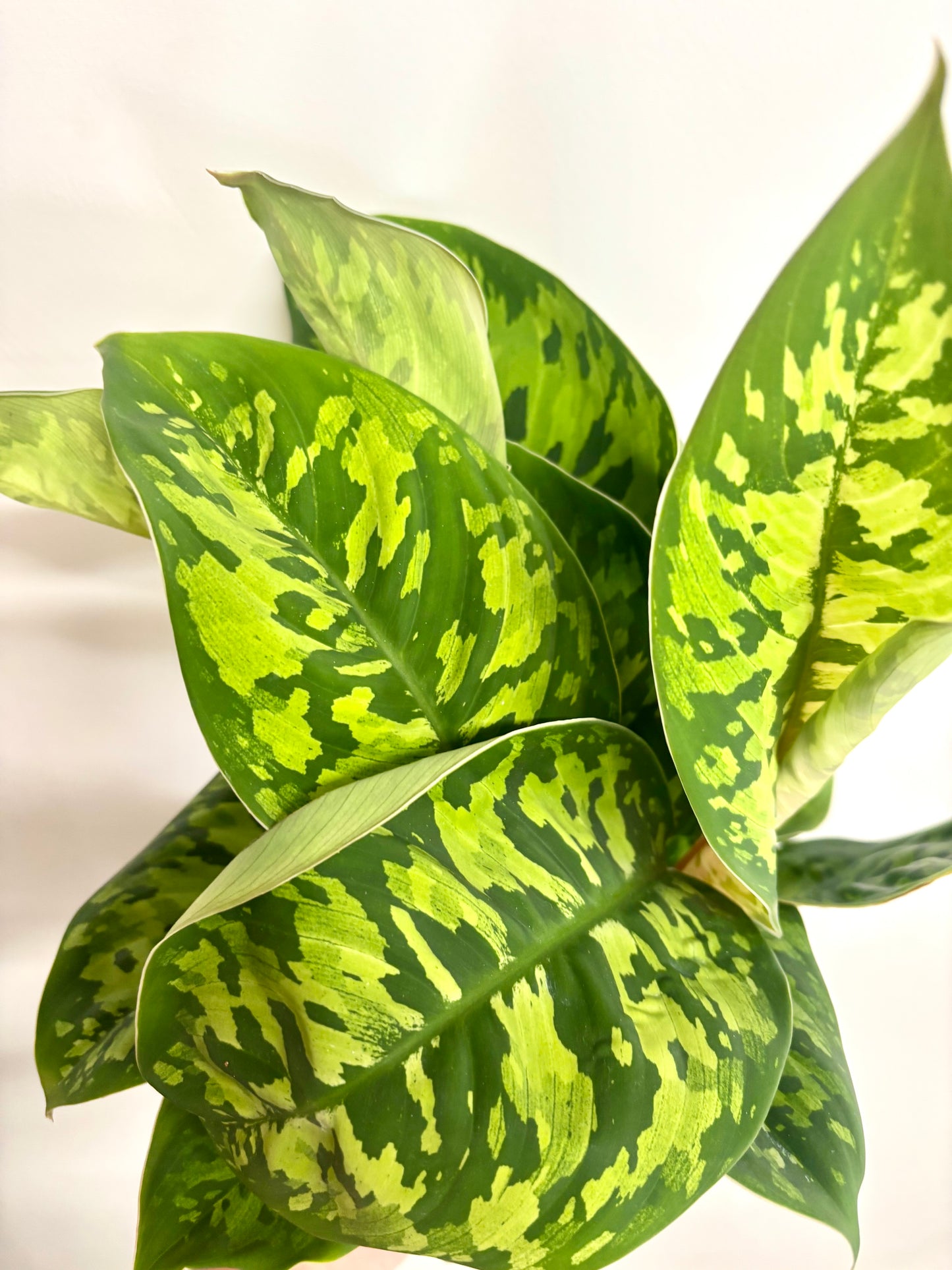 Homalomena Camouflage