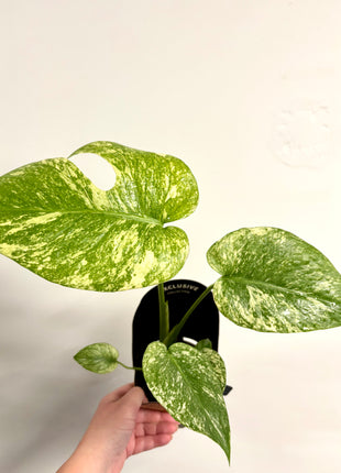 Monstera Mint
