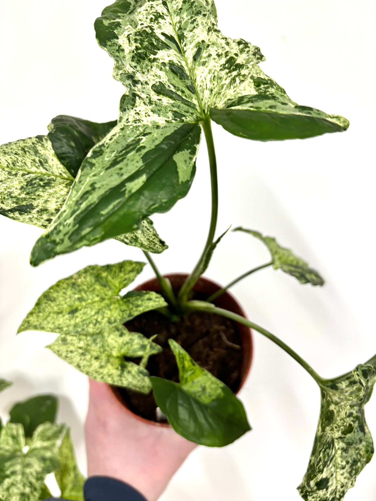 Syngonium Mottled