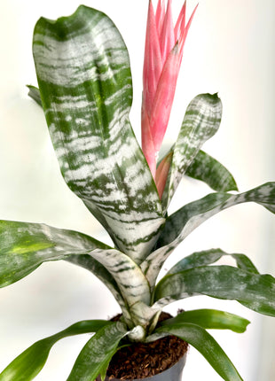 Aechmea fasciata Primera