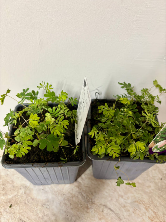 Mimosa Pudica