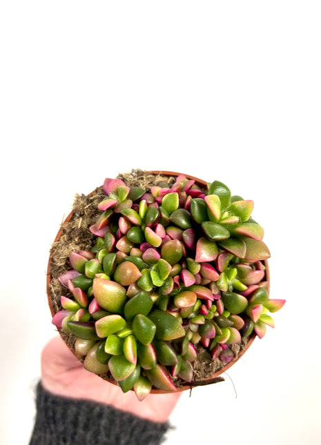 Anacampseros Ruf Sunrise