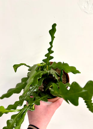 Epiphyllum / Fishbone Cactus