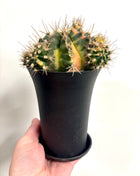 Gymno (moon) cactus