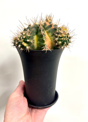 Gymno (moon) cactus