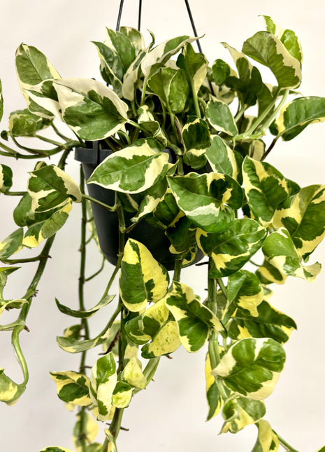 Epipremnum Njoy