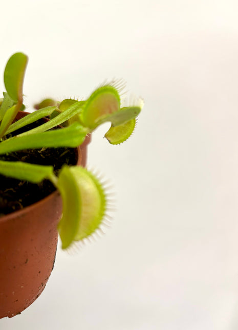 Venus flytrap/Dionaea Muscipula