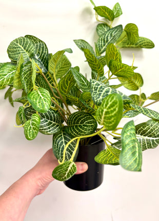 Faux pothos