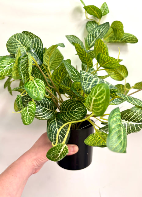 Faux pothos