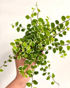 Ficus White Sunny