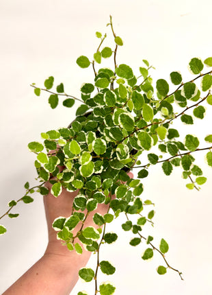 Ficus White Sunny