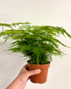 Asparagus Setaceus