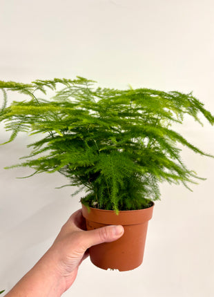 Asparagus Setaceus