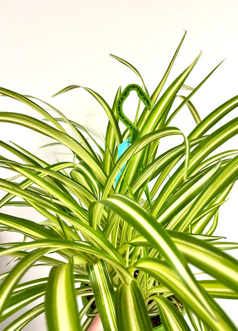 Chlorophytum Spider Plant
