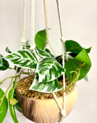 Faux hanging maranta