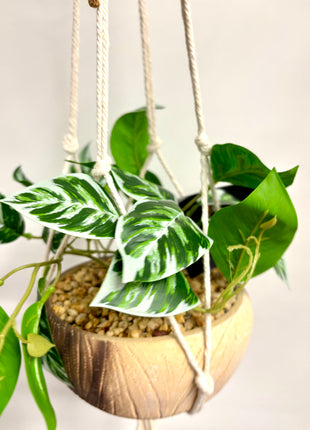Faux hanging maranta