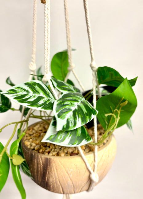 Faux hanging maranta