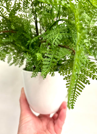 Faux lady fern