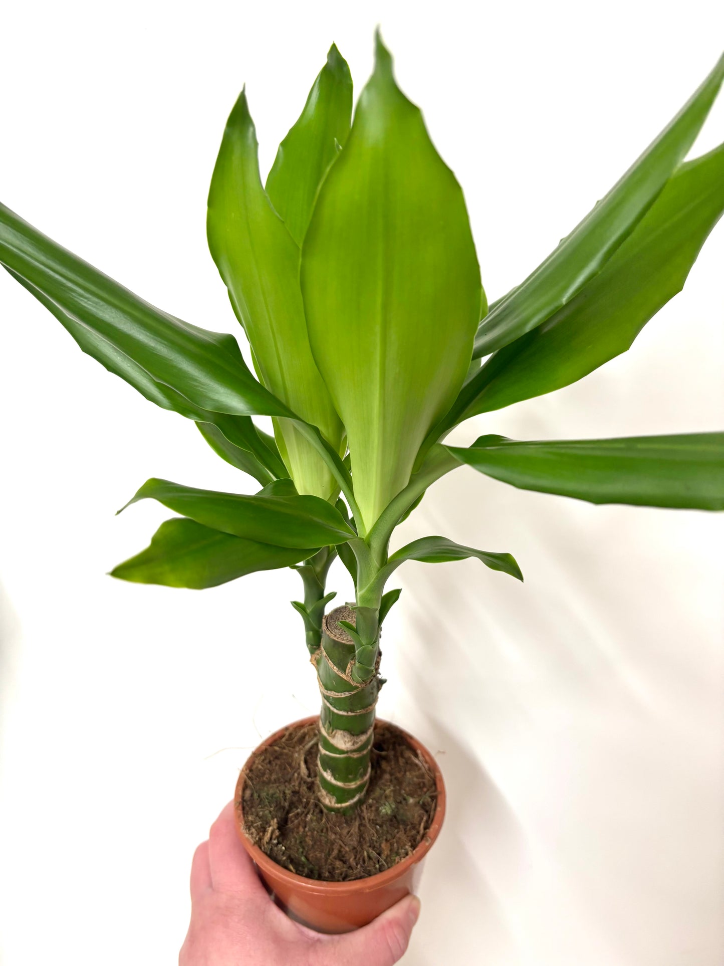 Dracaena Steudneri