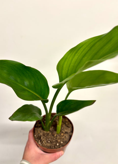 Strelitzia Nicolai / Bird Of Paradise
