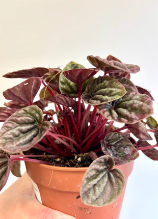 Peperomia Caperata