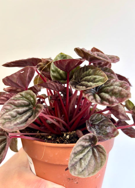 Peperomia Caperata