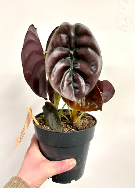 Alocasia Red Secret