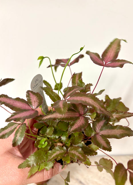 Pteris Cretica Albolineata Pink