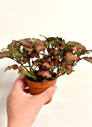 Fittonia - Red