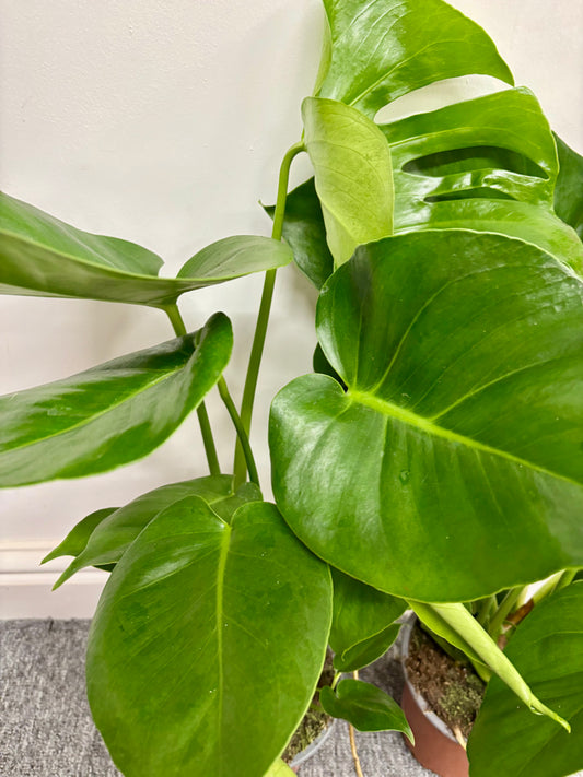 Monstera Deliciosa