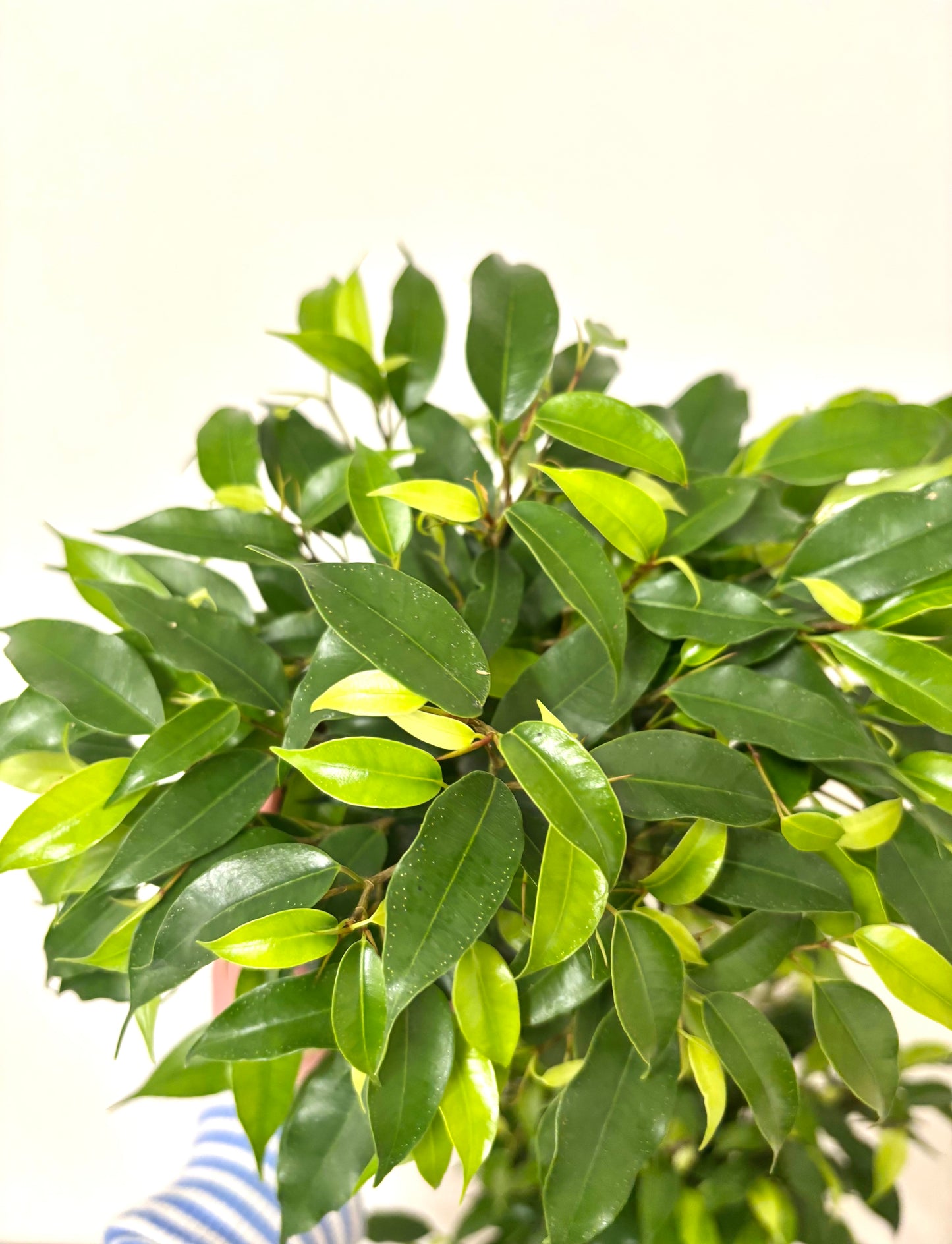 Ficus Green Kinky