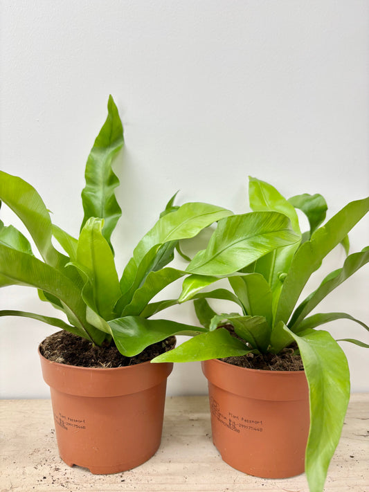 Asplenium Antiquum
